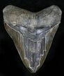 Beastly Megalodon Tooth - Great Serrations #21949-2